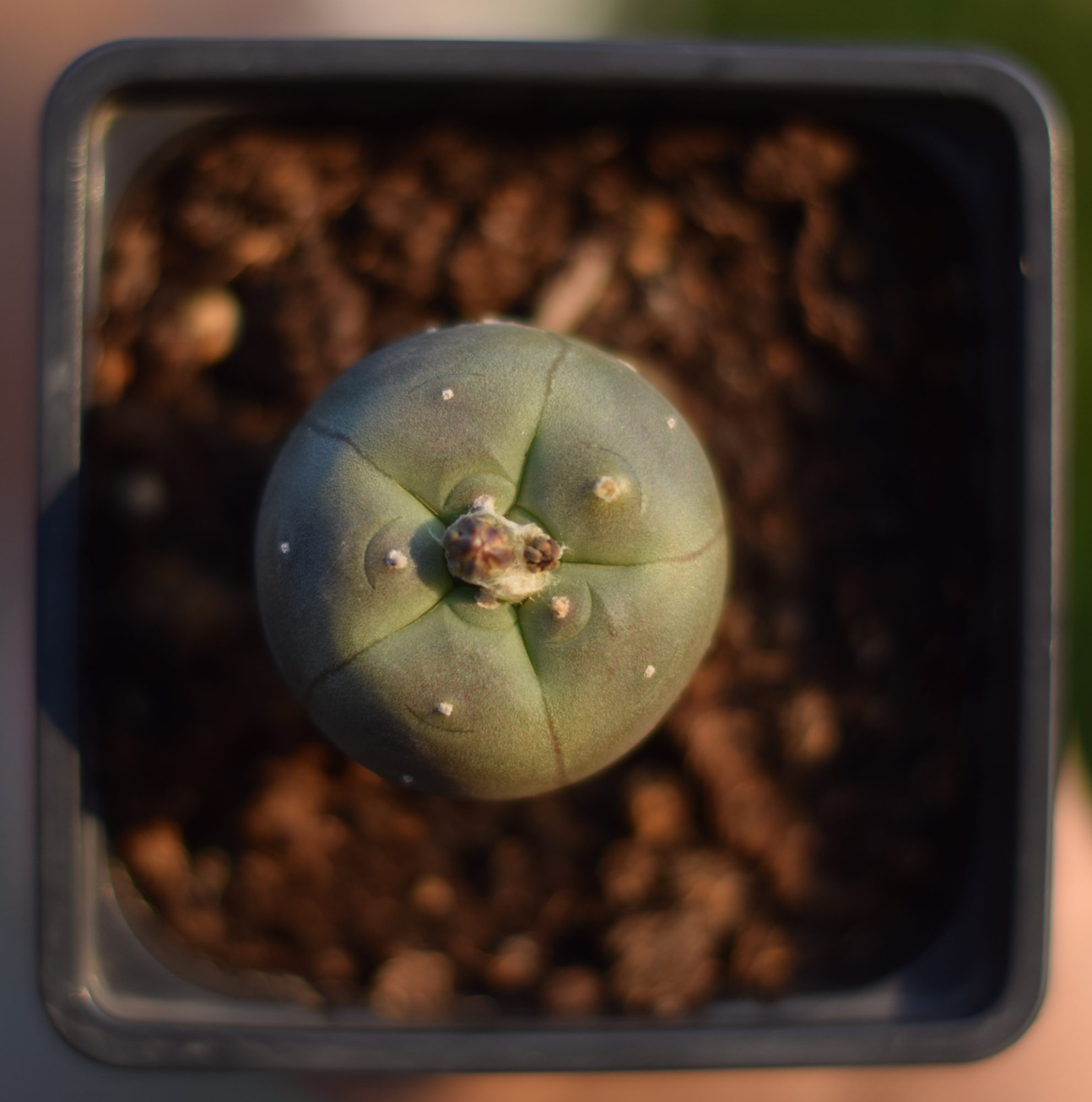 lophophora